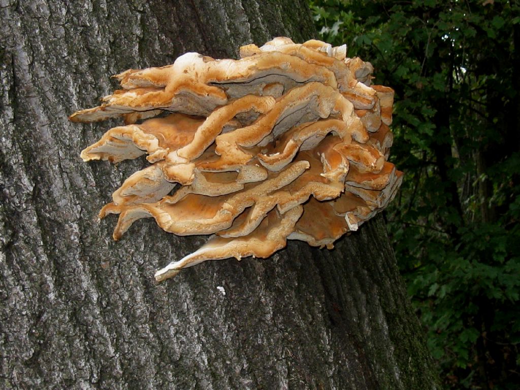 Laetiporus sulphureus?