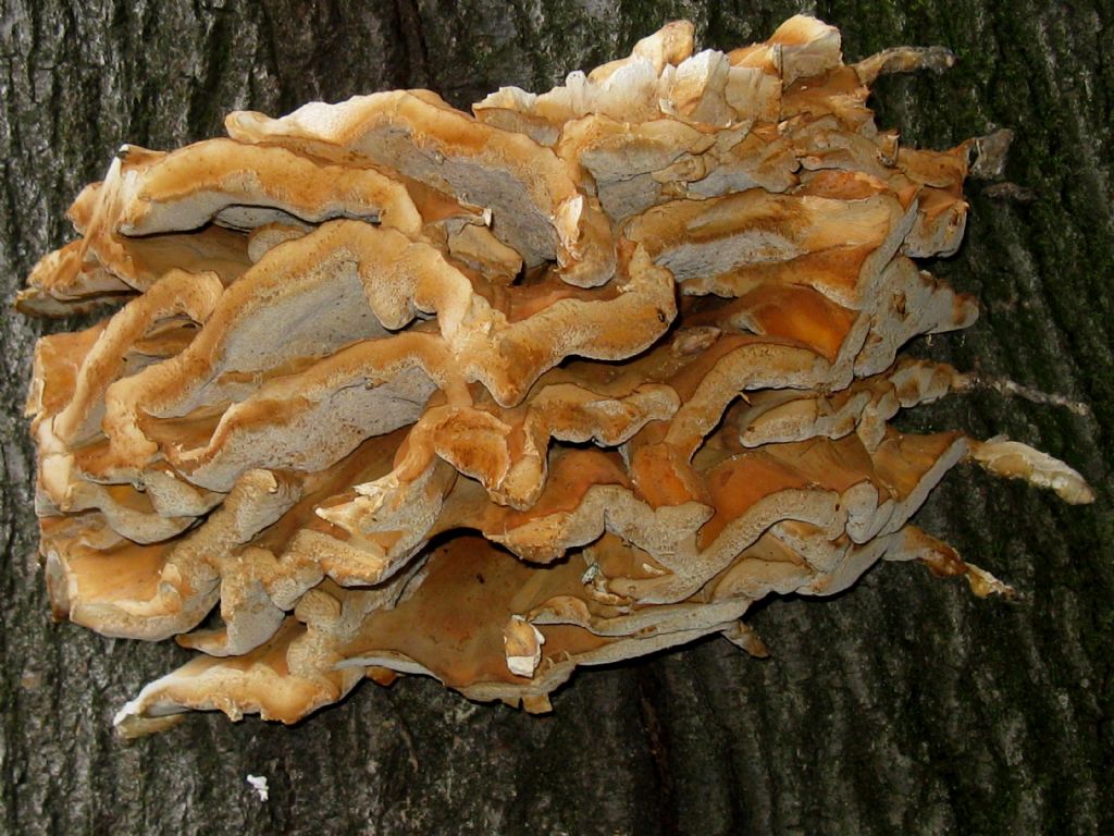 Laetiporus sulphureus?