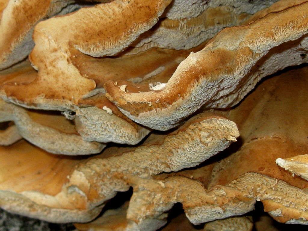 Laetiporus sulphureus?