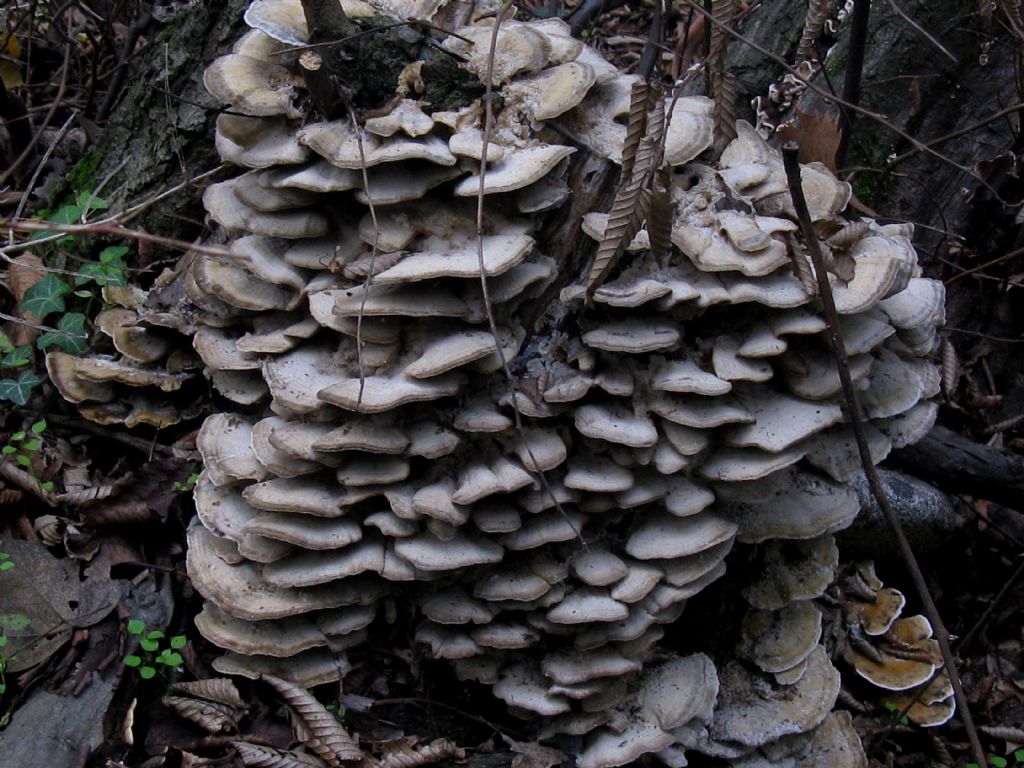 Cerrena unicolor?