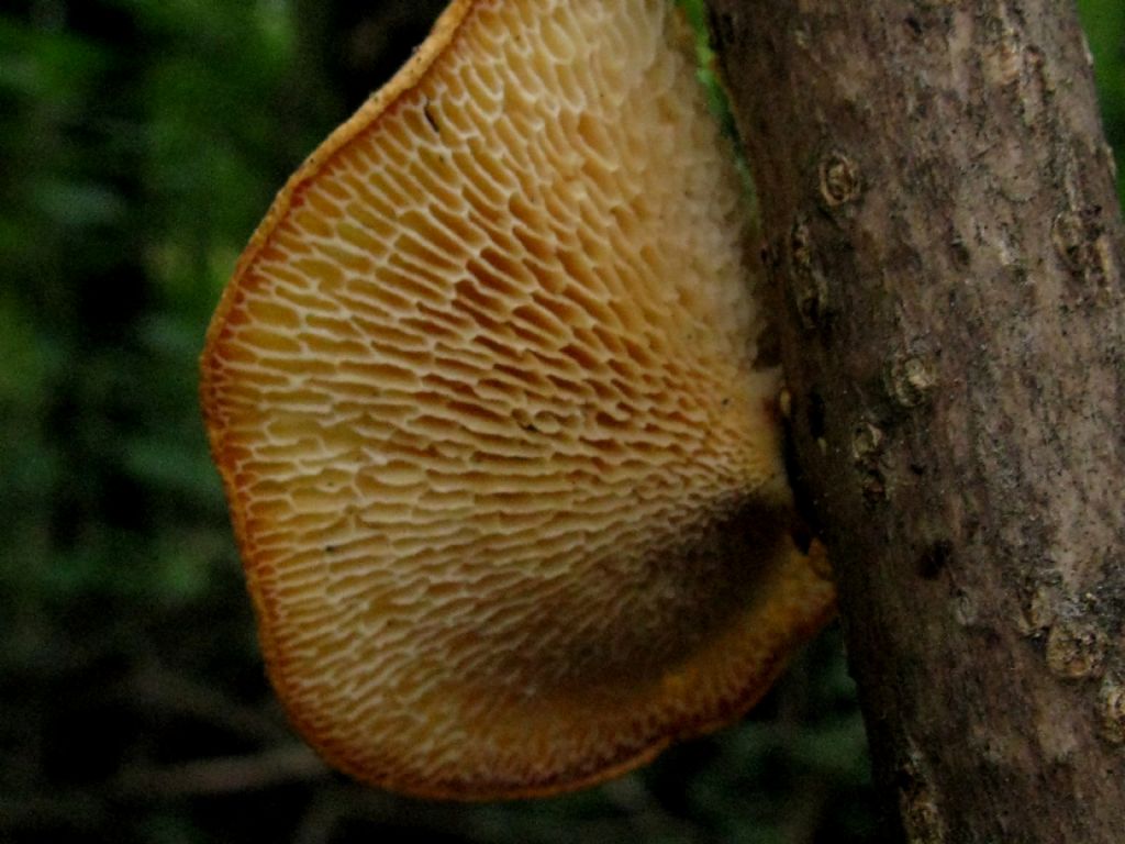 Fungo da identificare