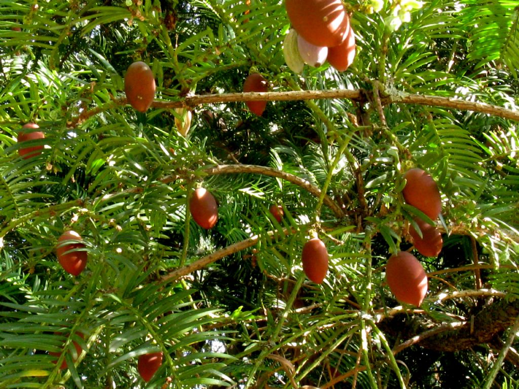 Tasso?  No, Cephalotaxus harringtonia