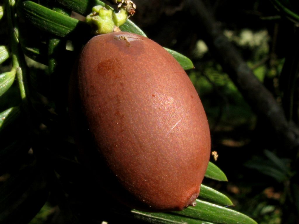 Tasso?  No, Cephalotaxus harringtonia