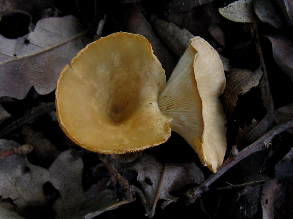 Clitocybe gibba?