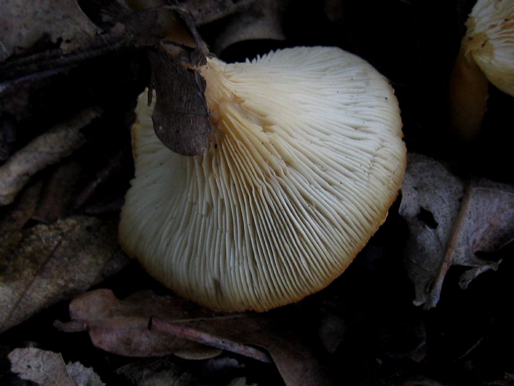 Clitocybe gibba?