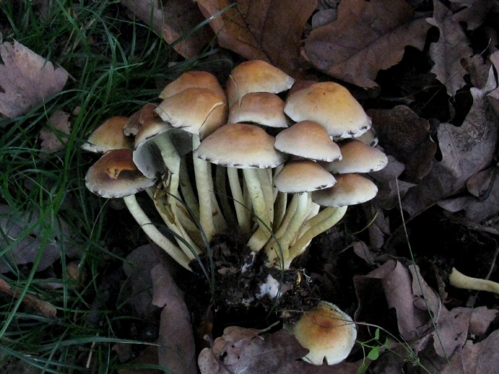 Hypholoma fasciculare?