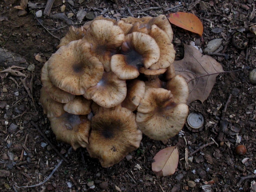 Armillaria mellea 4?