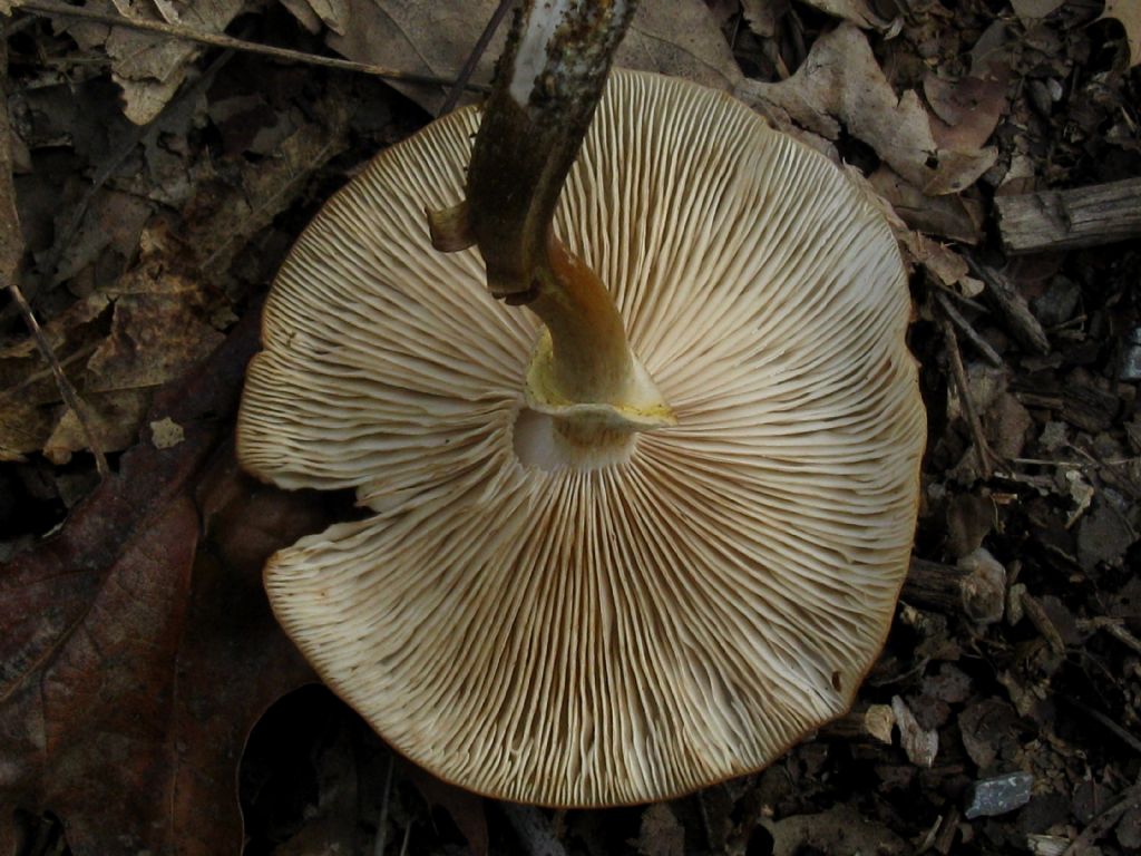 Armillaria mellea 4?