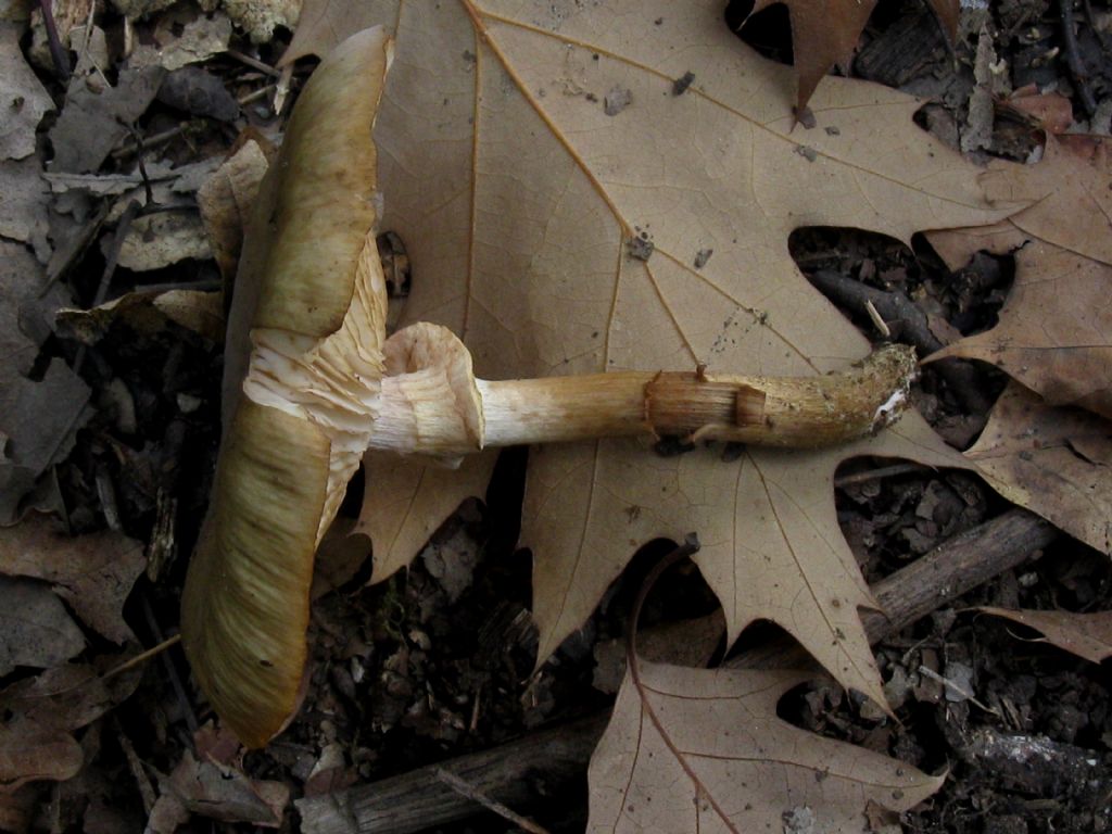 Armillaria mellea 4?