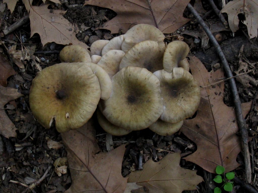 Armillaria mellea? 5