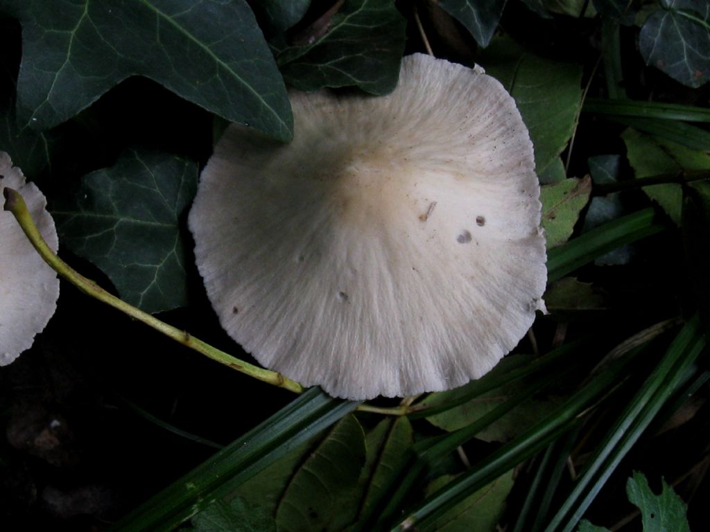 Psathyrella condolleana?