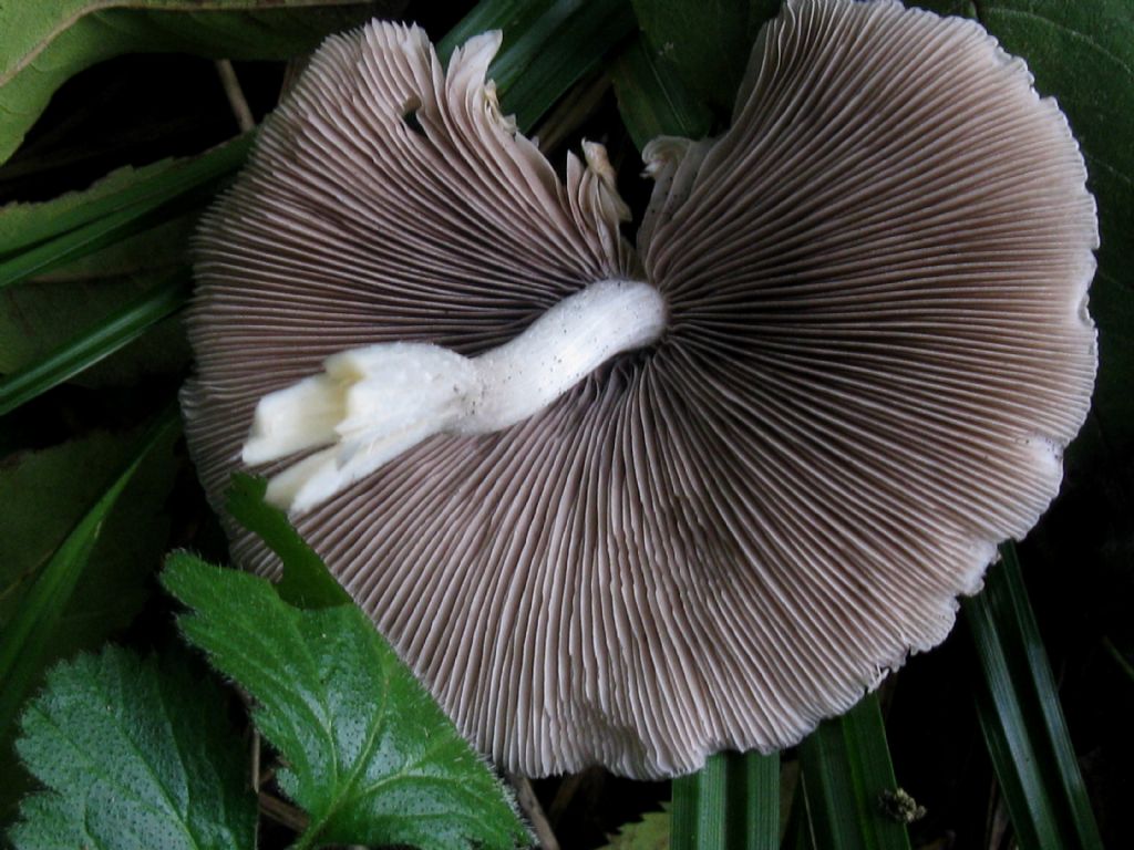 Psathyrella condolleana?