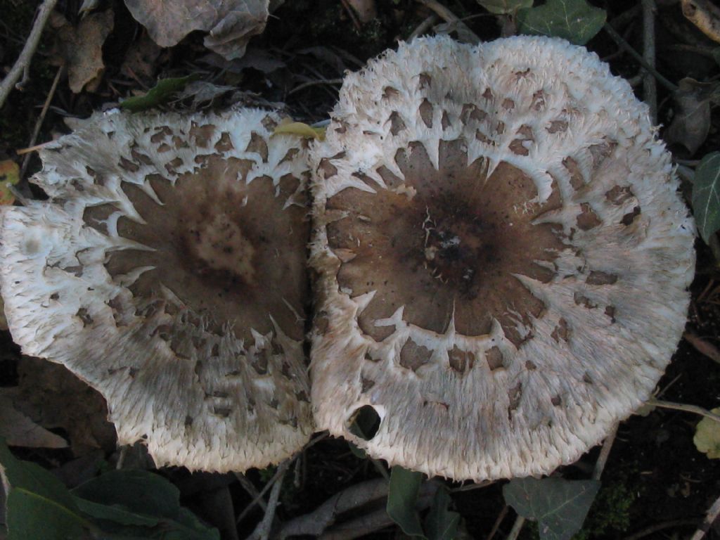 Macrolepiota procera?