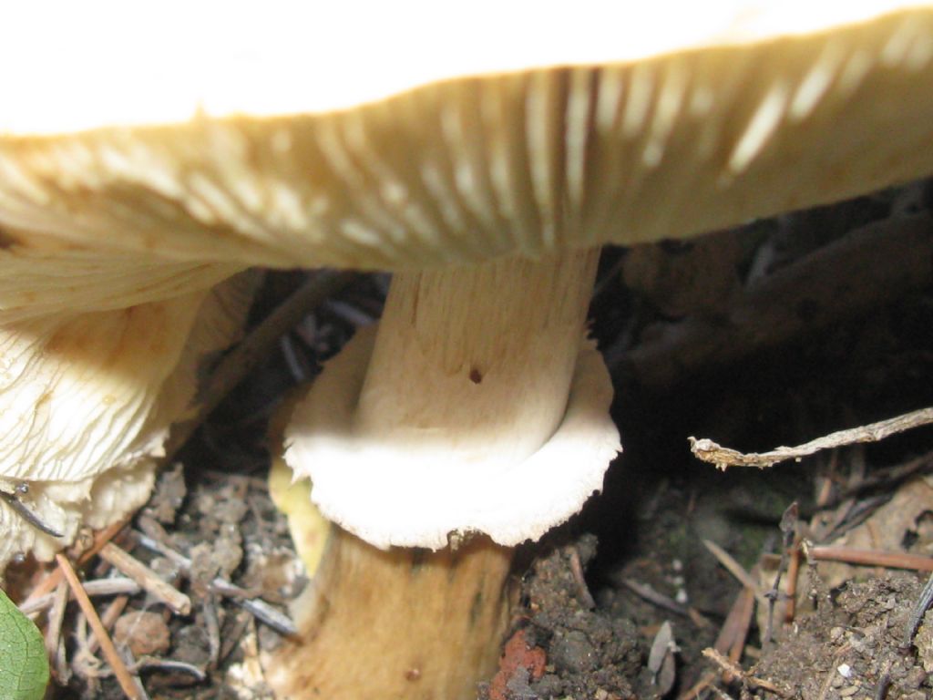 Macrolepiota procera?