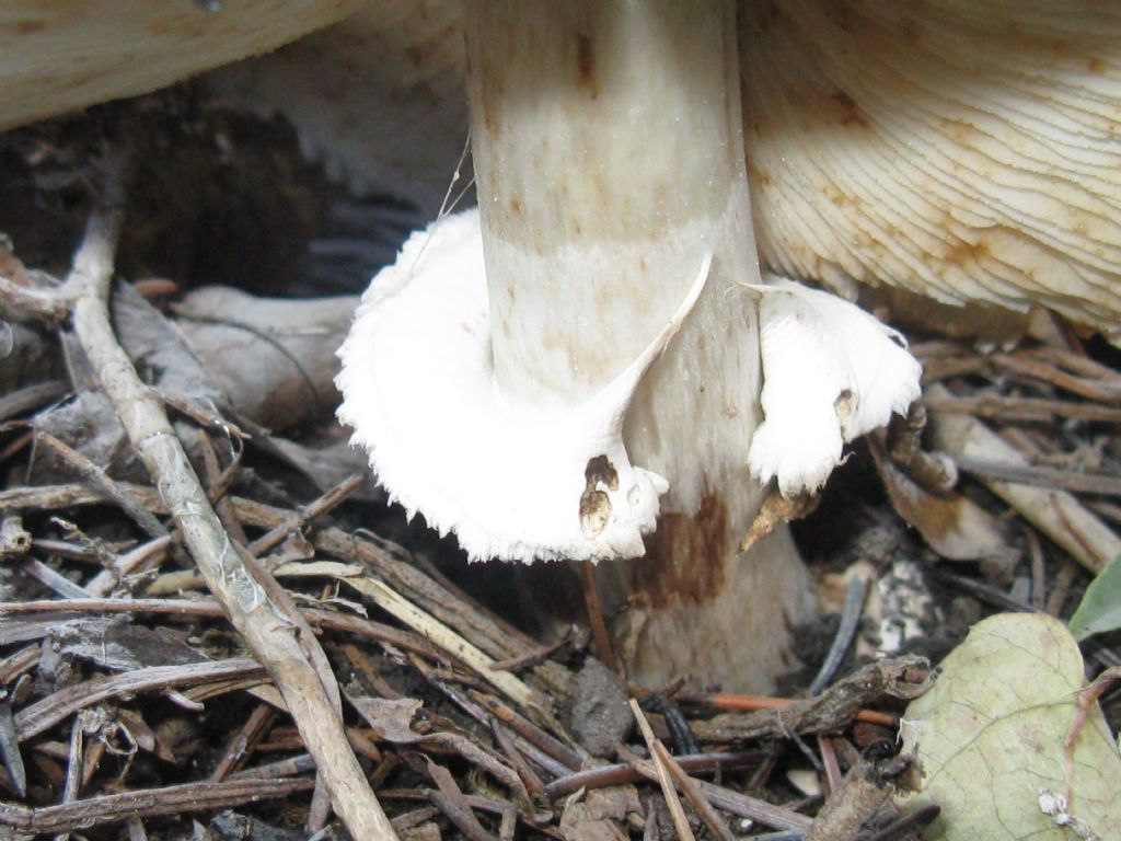 Macrolepiota procera?