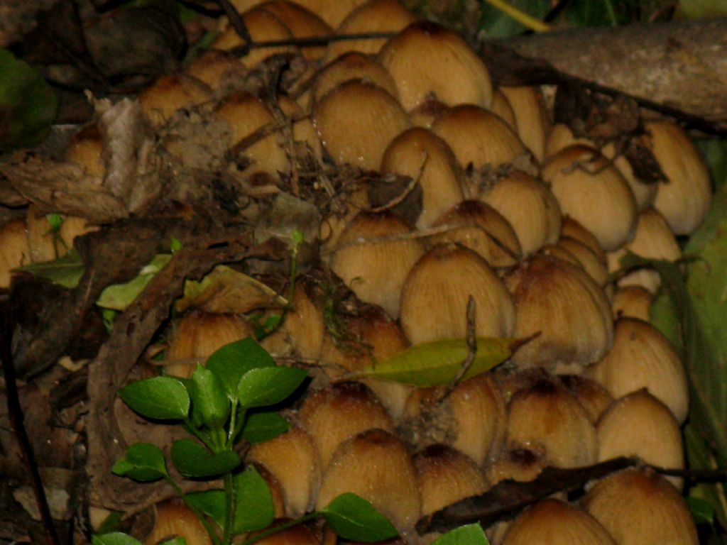 Coprinus micaceus?