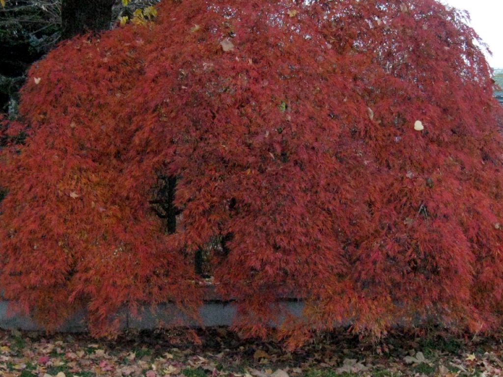 Acer palmatum var. dissectum (cv.)