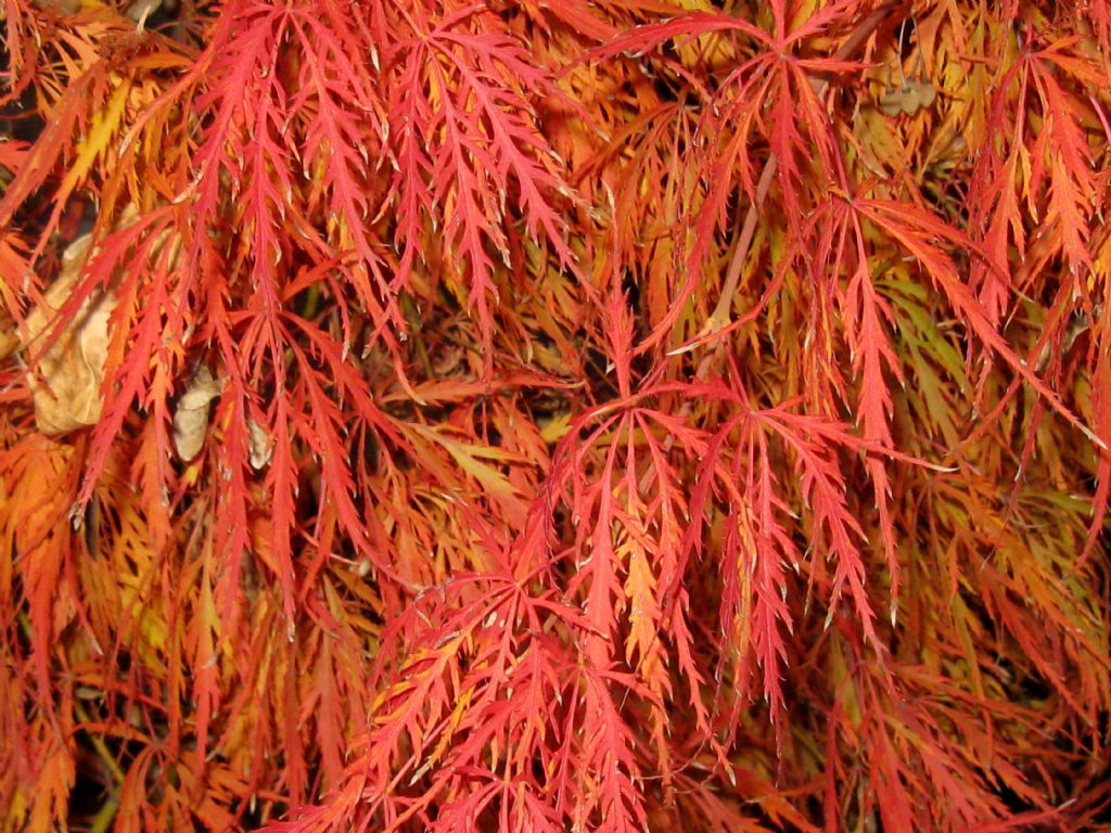 Acer palmatum var. dissectum (cv.)