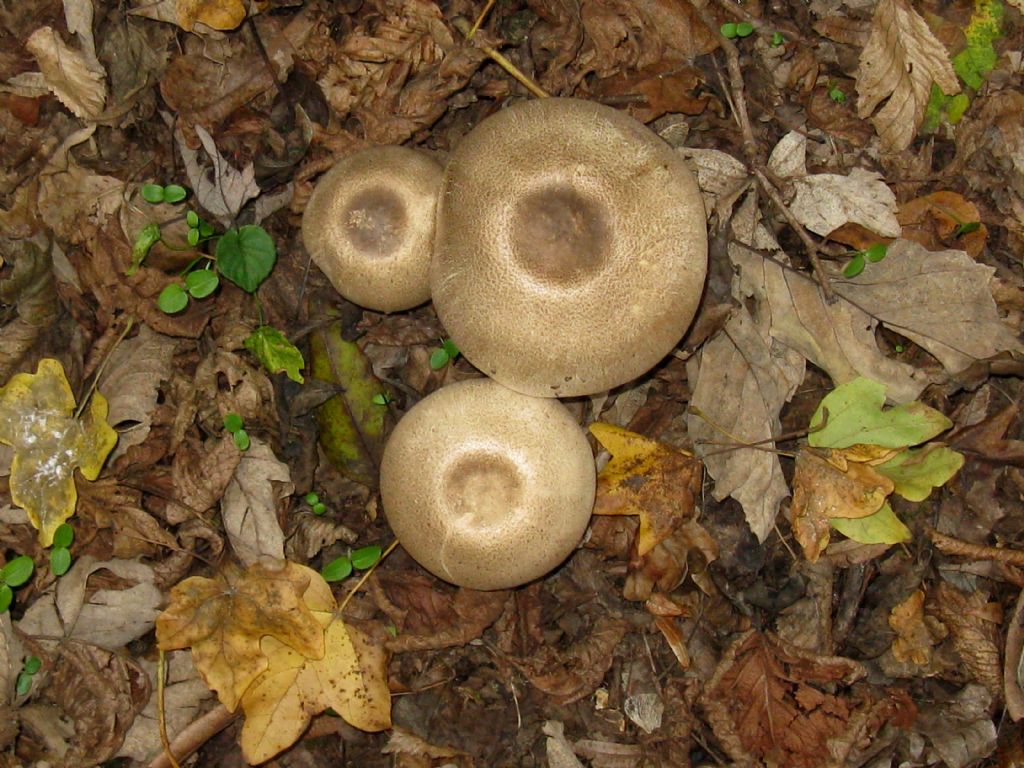 Agaricus moelleri?