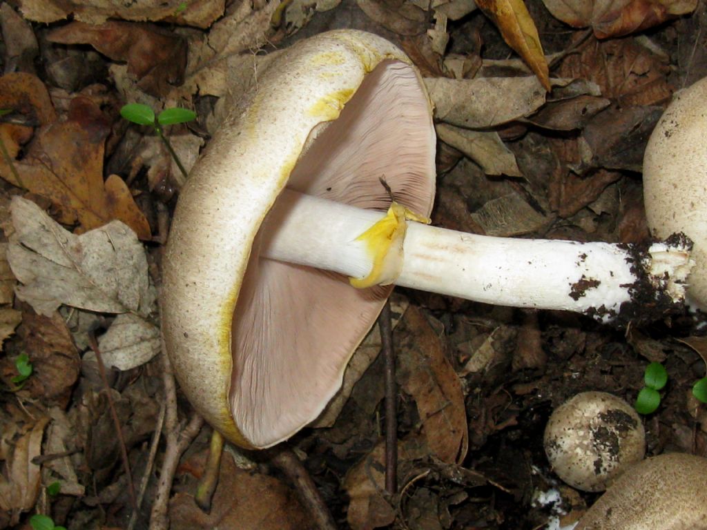 Agaricus moelleri?