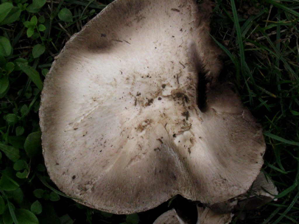 Funghi da id.