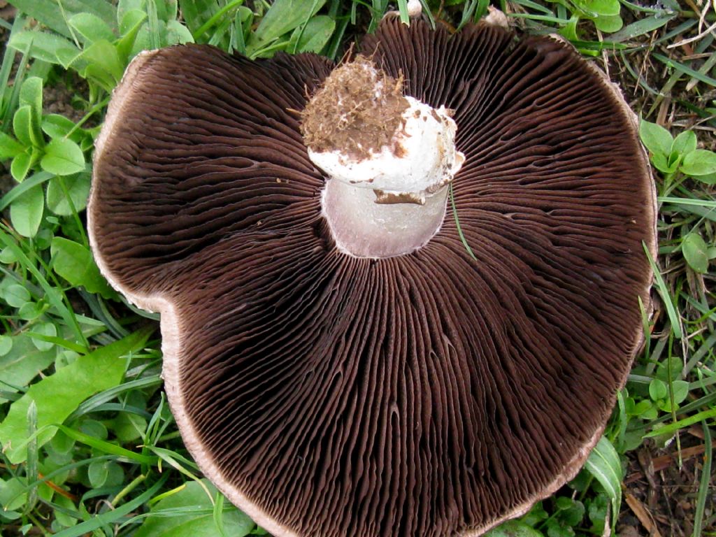 Funghi da id.