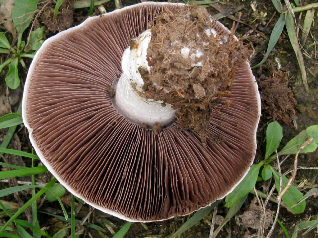 Funghi da id.