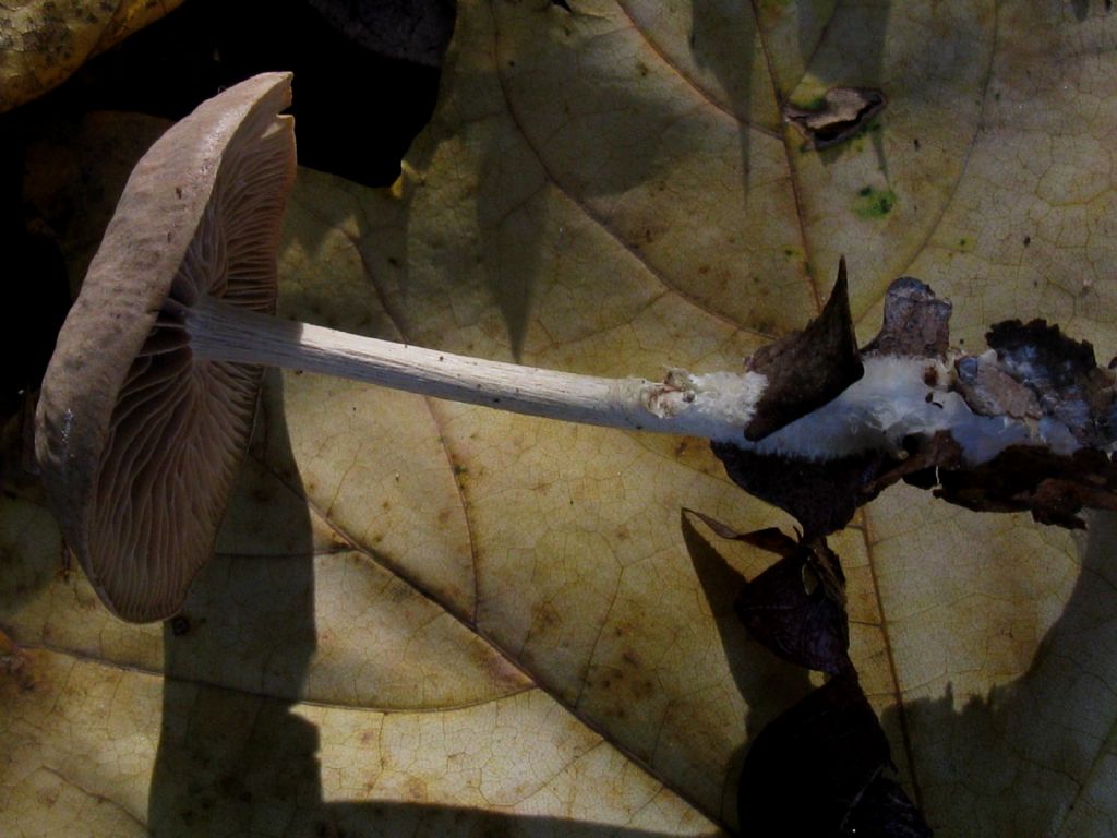 Volvopluteus gloiocephalus? 2