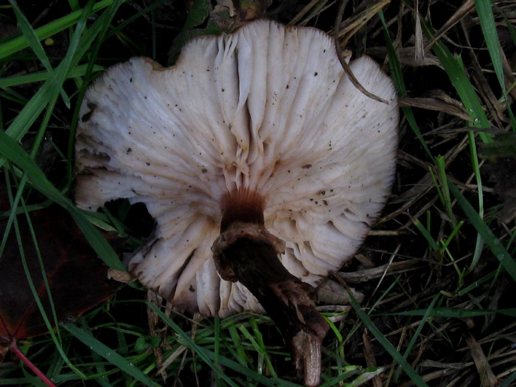Armillaria mellea? 6