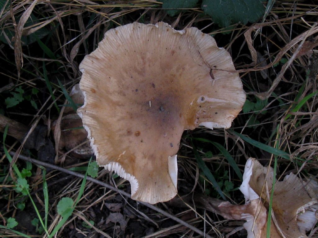 Armillaria mellea? 6