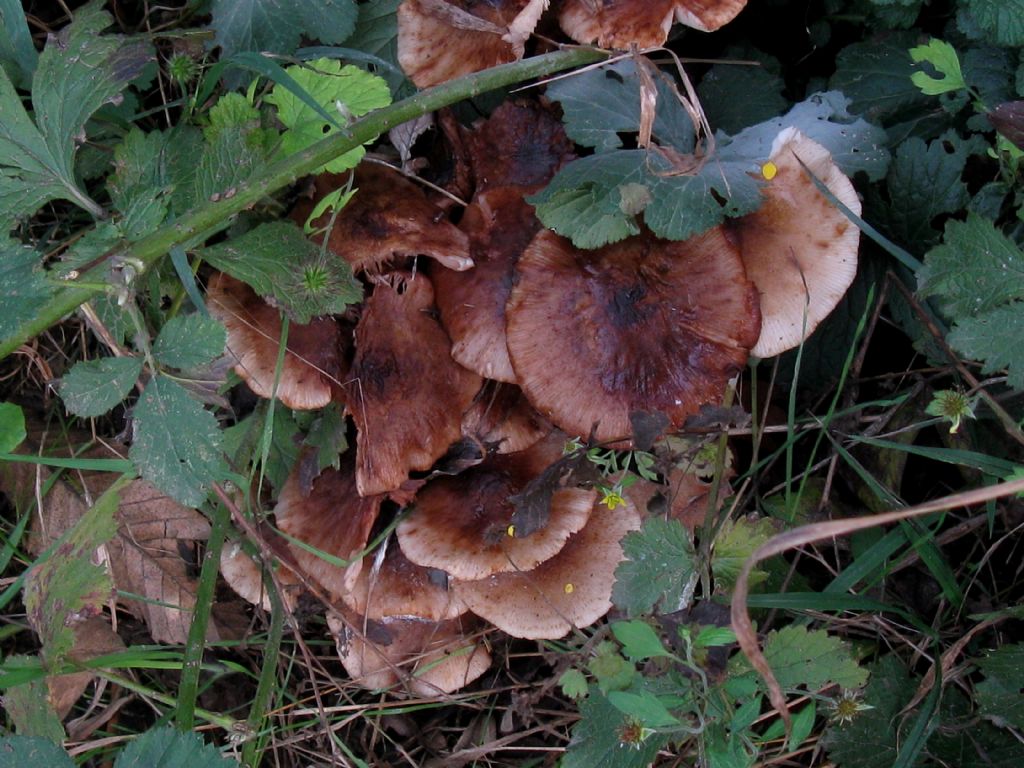 Armillaria mellea? 6