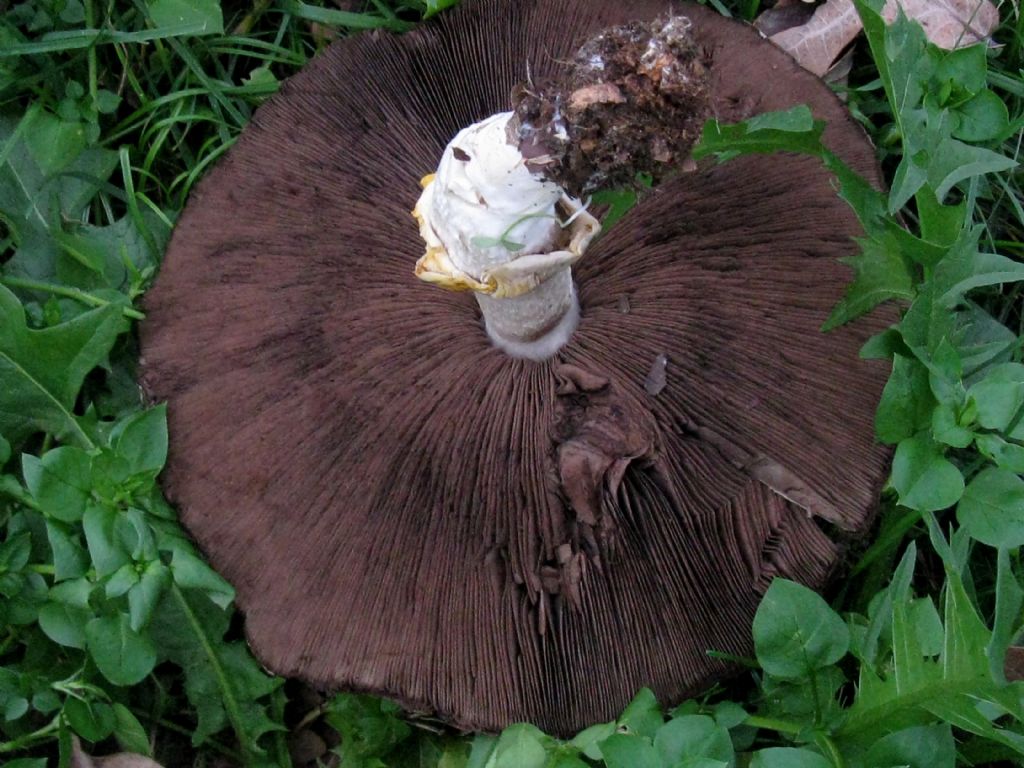 Agaricus moelleri? 2