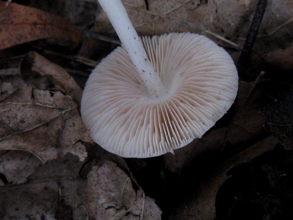 Volvopluteus gloiocephalus?  3