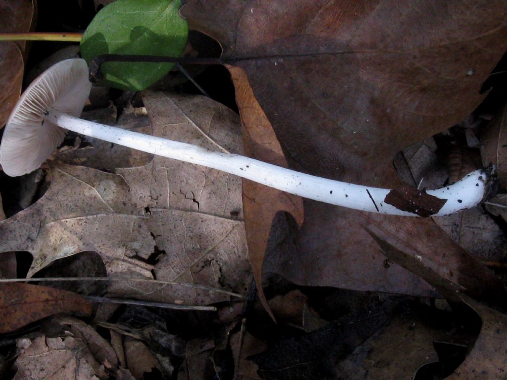 Volvopluteus gloiocephalus?  3