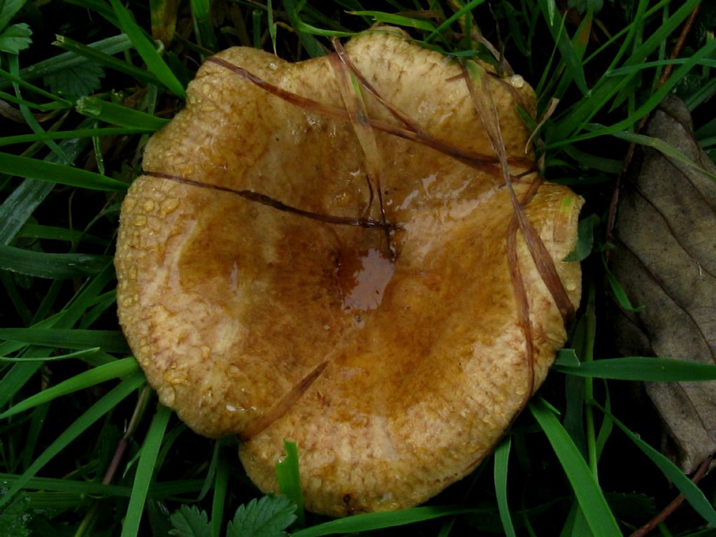 Fungo da id.