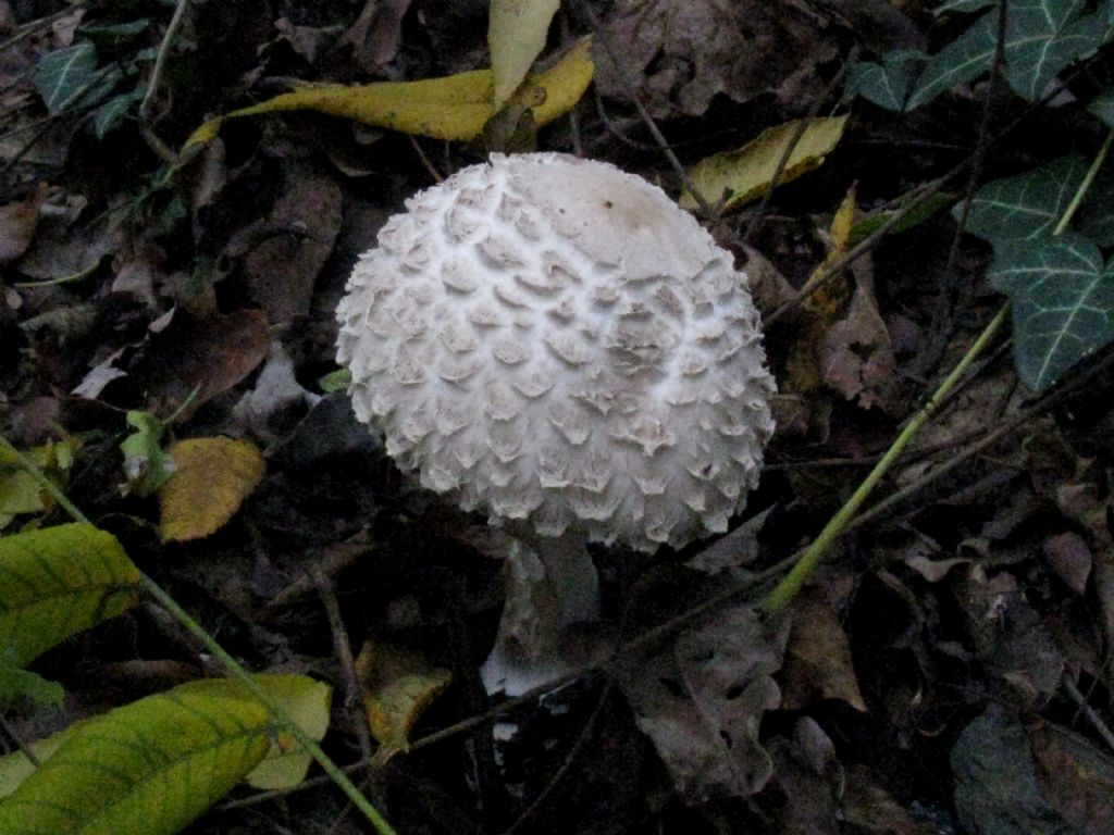 Fungo da id. 2