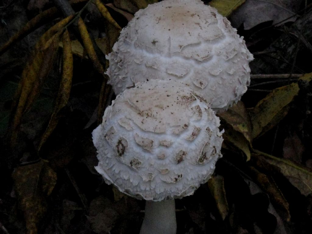 Fungo da id. 2
