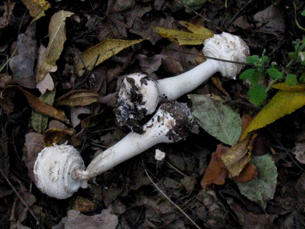 Fungo da id. 2