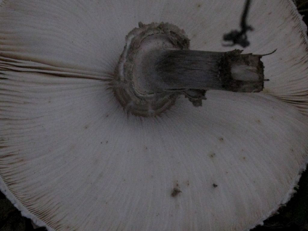 Fungo da id. 2