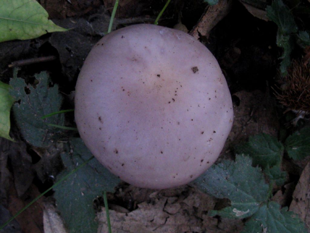 Lepista nuda?