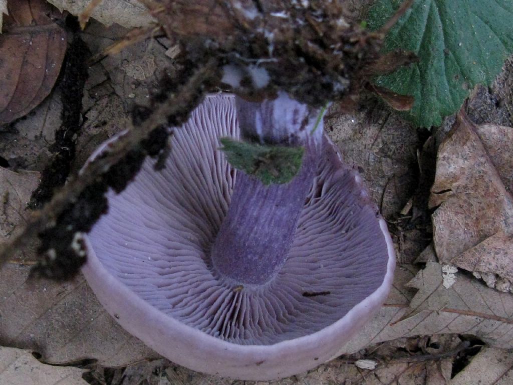 Lepista nuda?