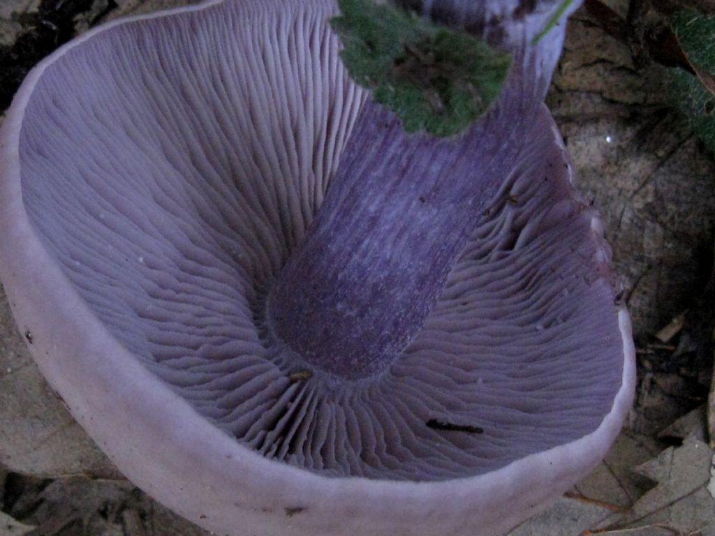 Lepista nuda?