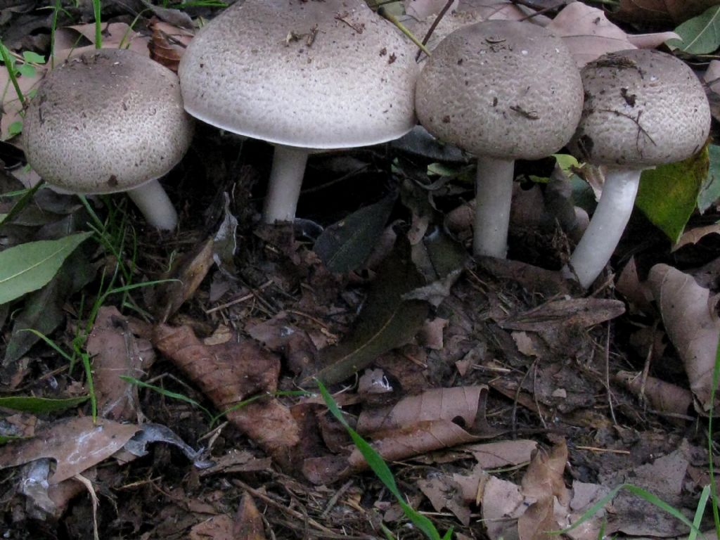 Tricholoma pardinum?