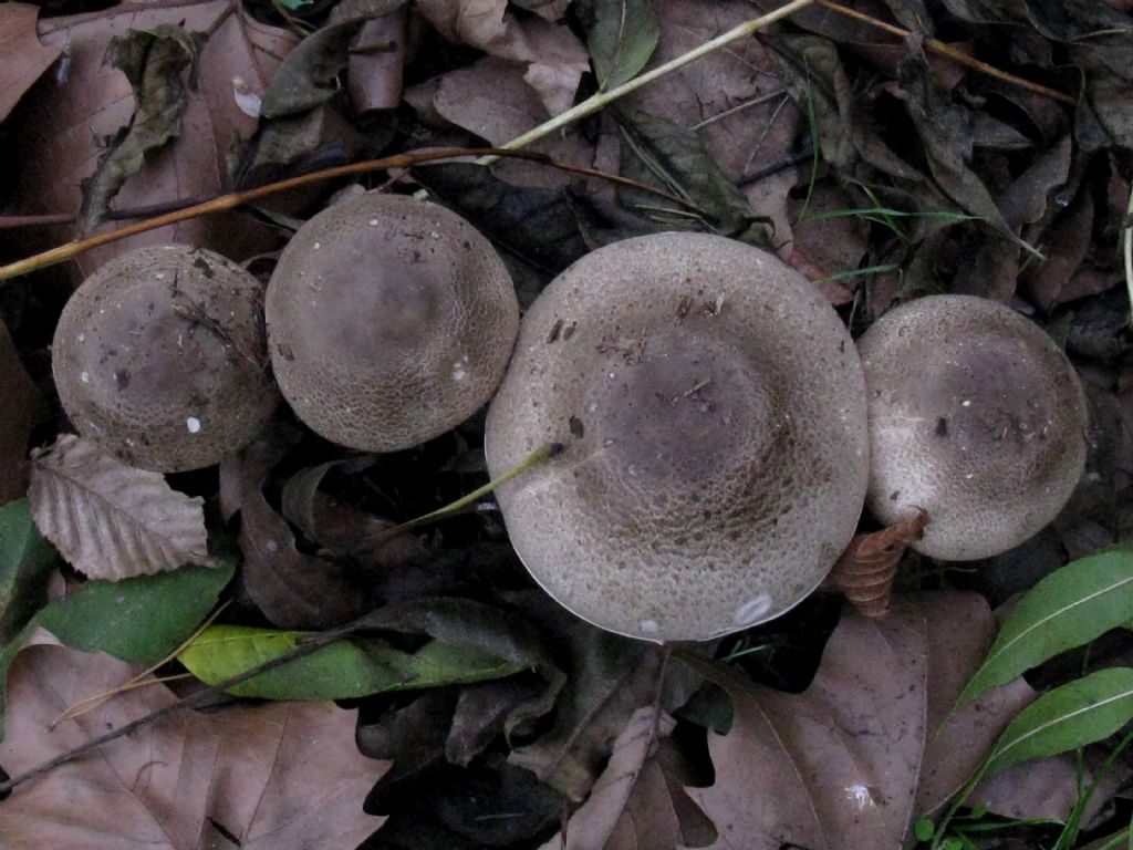 Tricholoma pardinum?