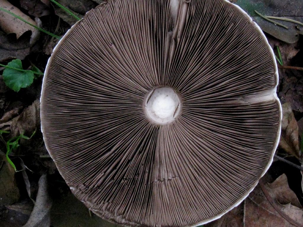 Tricholoma pardinum?