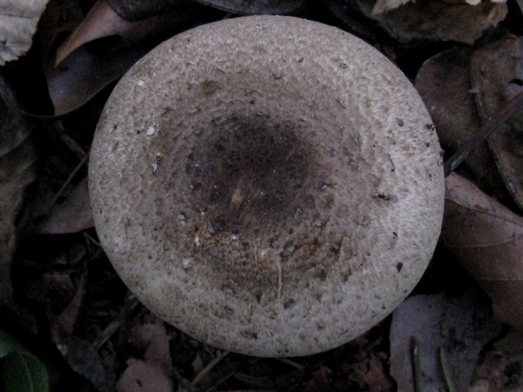 Tricholoma pardinum?