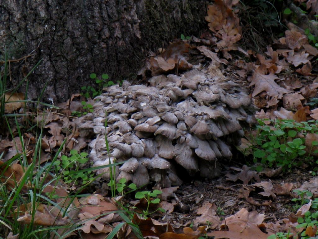 Grifola frondosa?