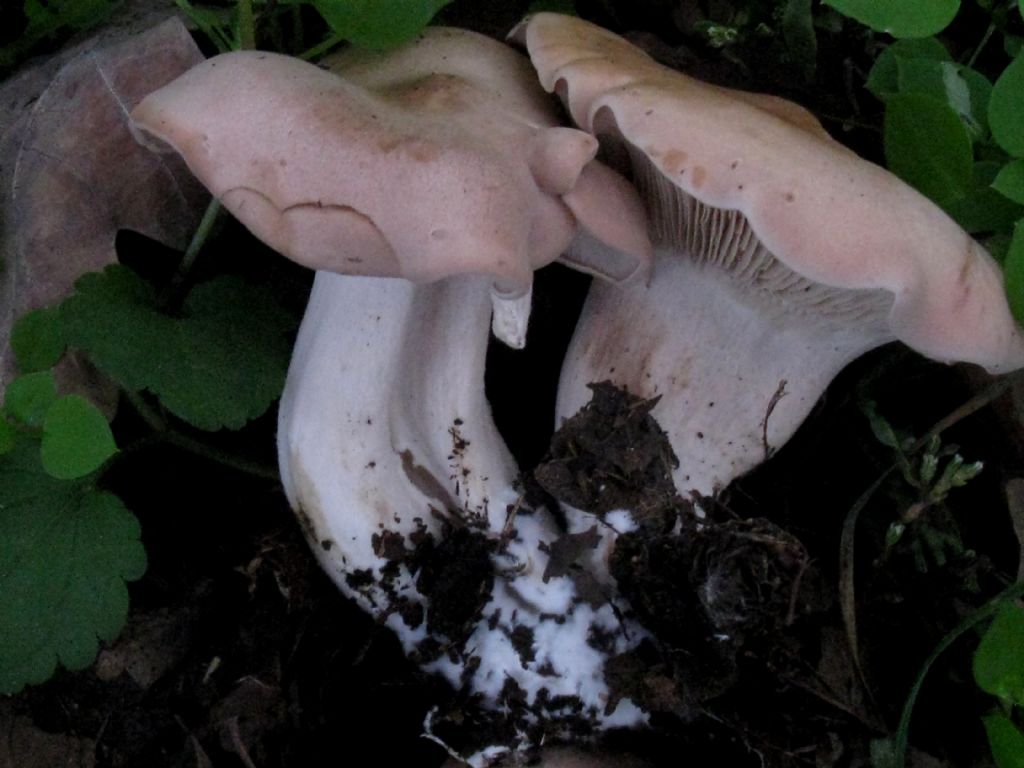 Lepista glaucosana?