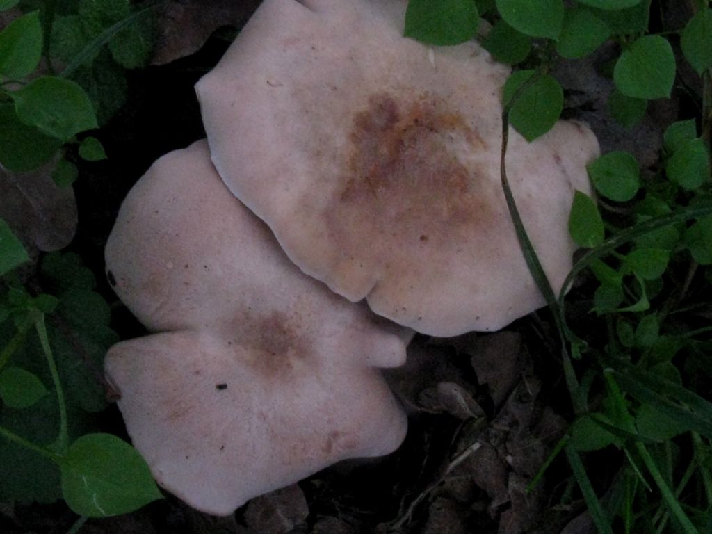 Lepista glaucosana?