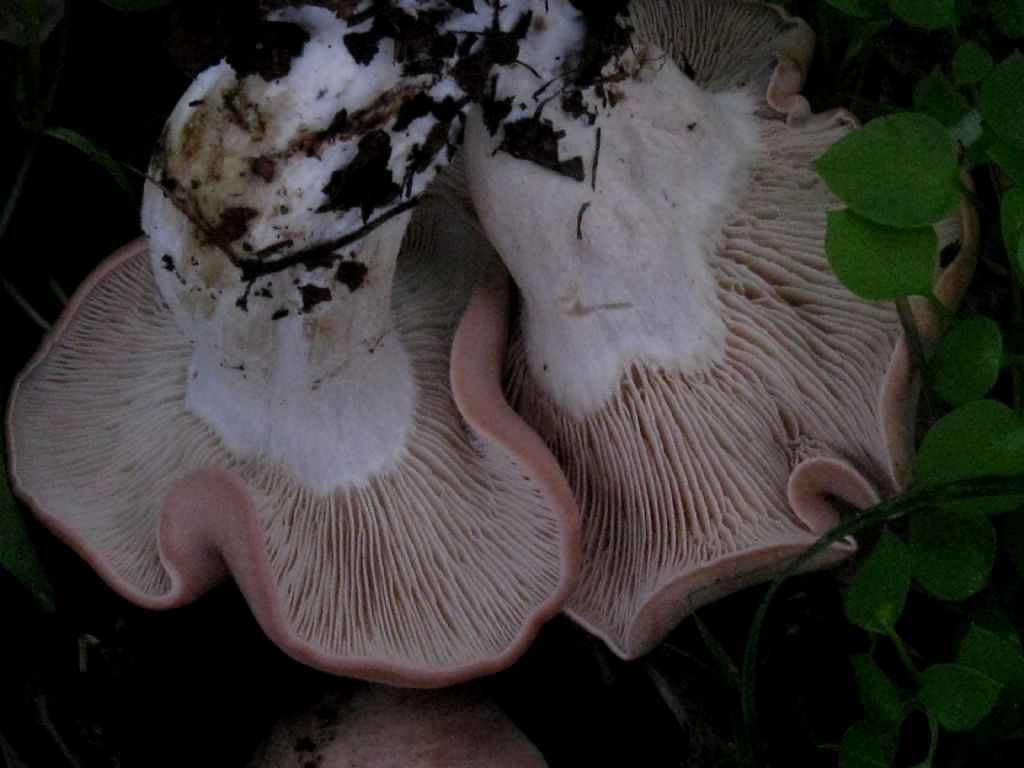Lepista glaucosana?